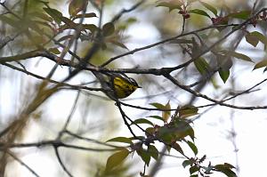 Warbler, Magnolia, 2025-05087712 Parker River NWR, MA
